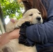 Szczeniak Golden Retriever - Piesek - 8