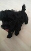 Yorkshire Terrier York Black - 5