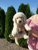 Szczeniak Golden Retriever - Piesek - 6