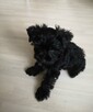 Yorkshire Terrier York Black - 4