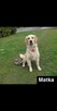 Szczeniak Golden Retriever - Piesek - 10
