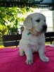 Szczeniak Golden Retriever - Piesek - 3