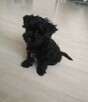 Yorkshire Terrier York Black - 3