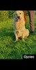 Szczeniak Golden Retriever - Piesek - 9