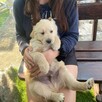 Szczeniak Golden Retriever - Piesek - 7