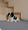 Suczka Shih-tzu z Rodowodem - 5