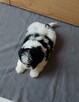 Suczka Shih-tzu z Rodowodem - 6
