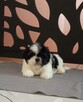 Suczka Shih-tzu z Rodowodem - 1