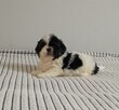 Suczka Shih-tzu z Rodowodem - 3
