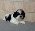 Suczka Shih-tzu z Rodowodem - 2