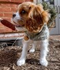 Dziewczynka i chłopiec szczenięta Cavalier King Charles!! - 12