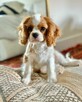 Dziewczynka i chłopiec szczenięta Cavalier King Charles!! - 15