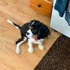 Dziewczynka i chłopiec szczenięta Cavalier King Charles!! - 3