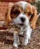 Dziewczynka i chłopiec szczenięta Cavalier King Charles!! - 10