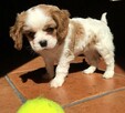 Dziewczynka i chłopiec szczenięta Cavalier King Charles!! - 5