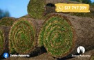Trawa w rolce. Chłodzona próżniowo. Dostawa - 6