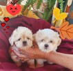 Malshi (maltanczyk shih tzu) - 5