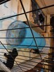 Sznaucer Średni Czarny Szczenięta FCI - 4