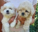 Malshi (maltanczyk shih tzu) - 3