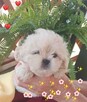 Malshi (maltanczyk shih tzu) - 4