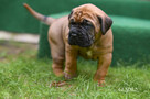 cane corso italiano FCI / ZKwP - suczka Rebelia - 1