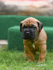 cane corso italiano FCI / ZKwP - suczka Rebelia - 2