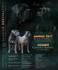 cane corso italiano FCI / ZKwP - suczka Rebelia - 7