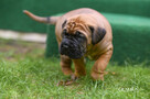 cane corso italiano FCI / ZKwP - suczka Rebelia - 3