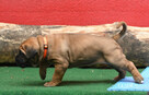 cane corso italiano FCI / ZKwP - suczka Rebelia - 6