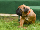 cane corso italiano FCI / ZKwP - suczka Rebelia - 4