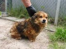 Łidi ok.2 let. malutki piesek czeka na kochający dom Kunów - 3