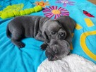 Staffordshire Bull Terrier staffik stafik - 1