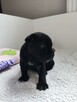 Staffordshire Bull Terrier staffik stafik - 6
