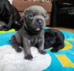 Staffordshire Bull Terrier staffik stafik - 8