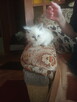 Piękne kocięta Ragdoll Rumia - 3