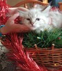 Piękne kocięta Ragdoll Rumia - 2