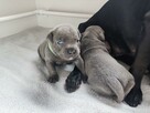 Staffordshire Bull Terrier staffik stafik - 9