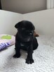 Staffordshire Bull Terrier staffik stafik - 7