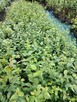 Grab pospolity sadzonki w doniczkach Carpinus betulus - 3