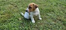 Jack Russel Terier - 10