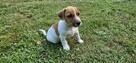 Jack Russel Terier - 8