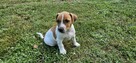 Jack Russel Terier - 9