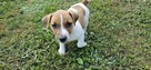 Jack Russel Terier - 11