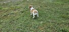 Jack Russel Terier - 16