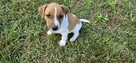 Jack Russel Terier - 5