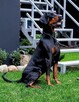 Doberman Europejski Neverland Ranch Kennel - 2