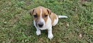 Jack Russel Terier - 2