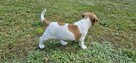 Jack Russel Terier - 6