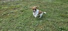 Jack Russel Terier - 15