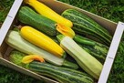 Belgia praca sezonowa/całoroczna przy warzywach - 9